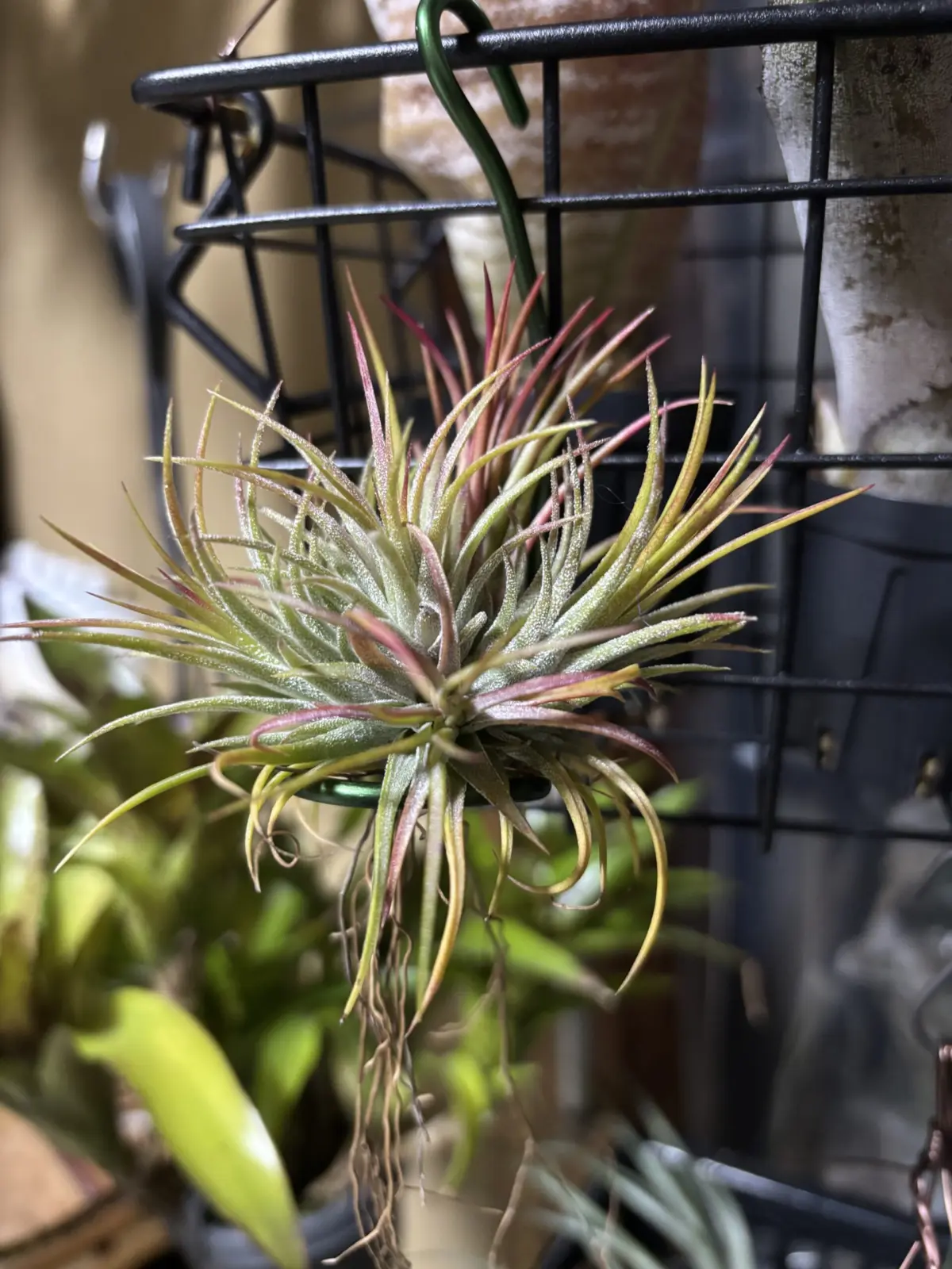 ティランジア/イオナンタ