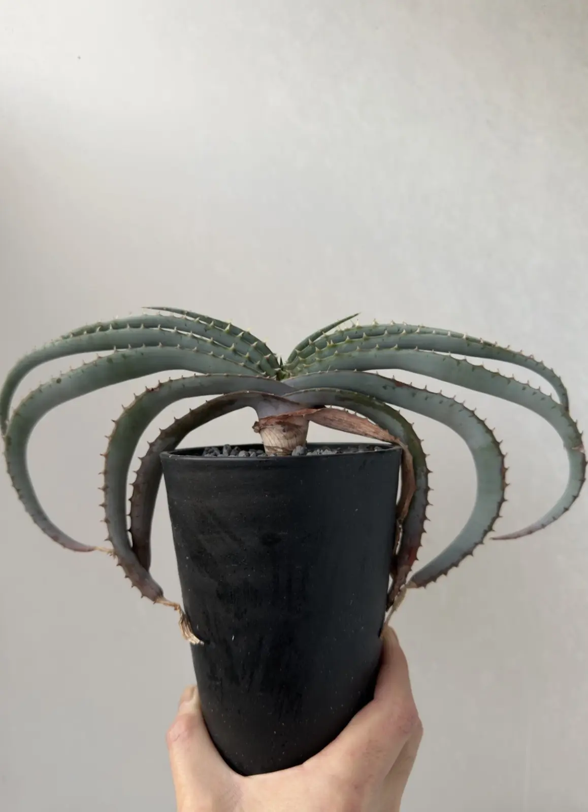 アロエ スプラフォリアータ