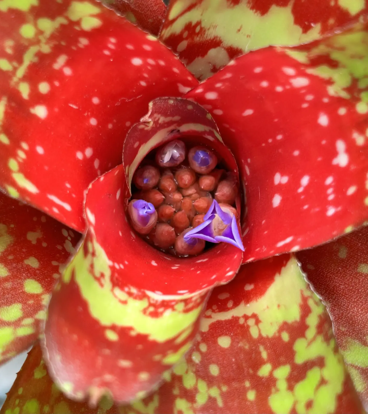 ネオレゲリア　クリストファーロビン　花　　