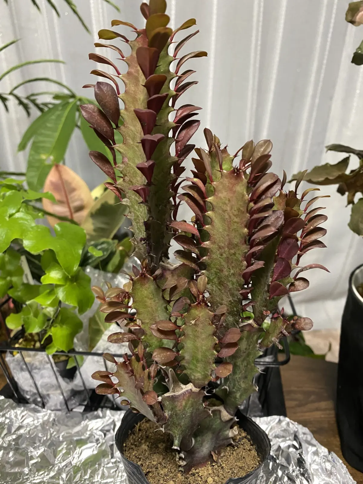 ユーフォルビア セキリュウ