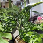 Hammakusuのアバター