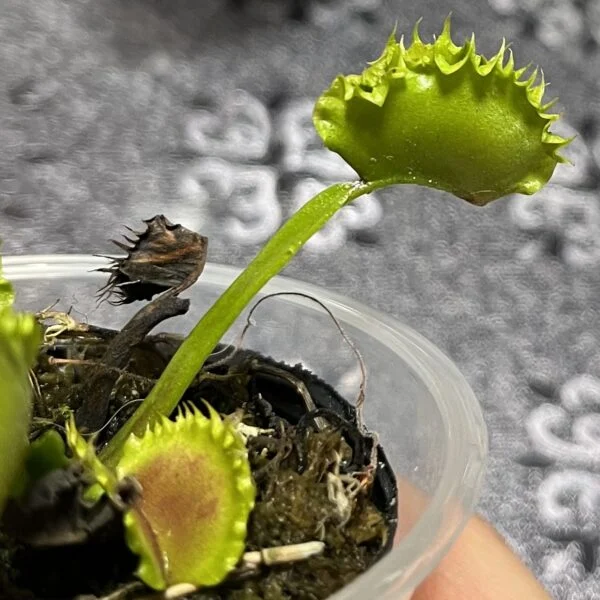 食虫植物　ハエトリグサ　ハエトリソウ　ディオネア　マスシプラ　ダンプリング