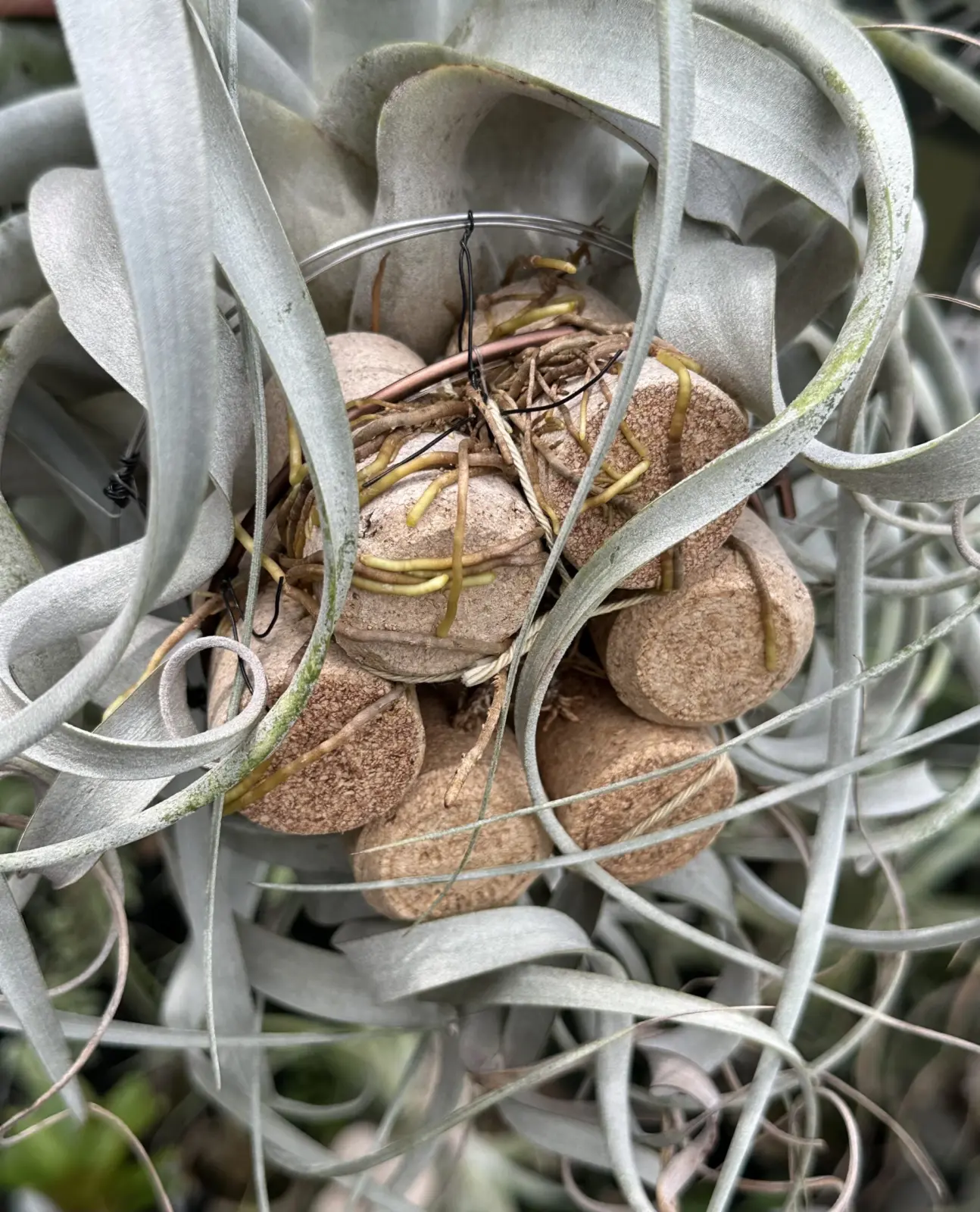 ティランジア キセログラフィカ