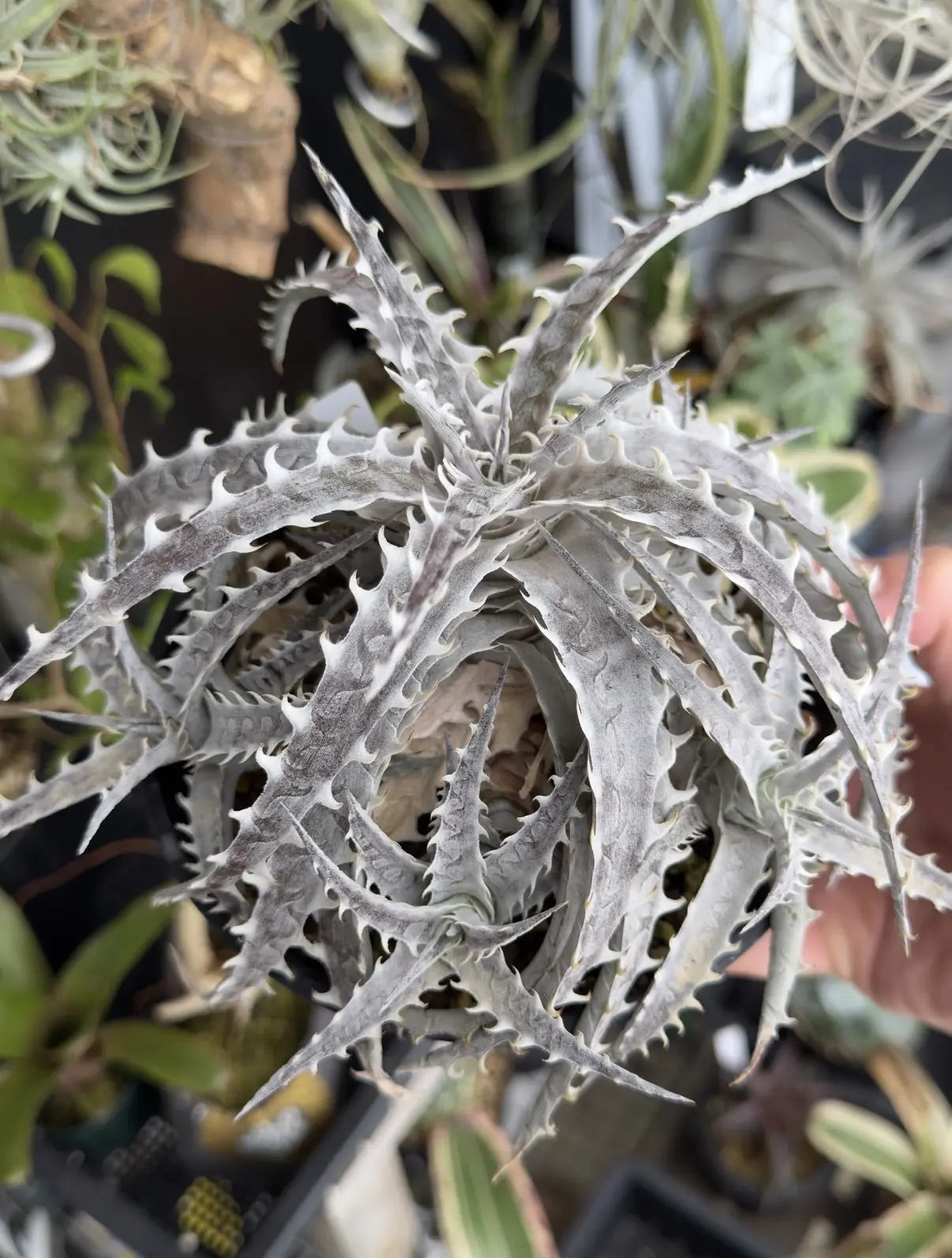 ディッキア リトルウィング F2