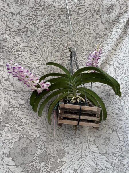 リンコスタイリス　セレスティス　ピンク　バンダ　開花株　正面　蘭