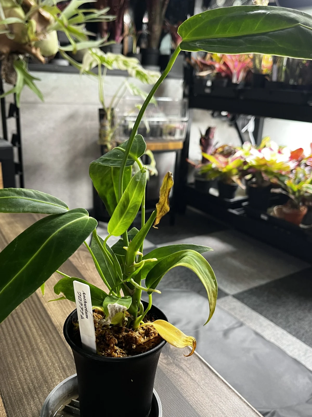 アンスリウム　ワロクアナム