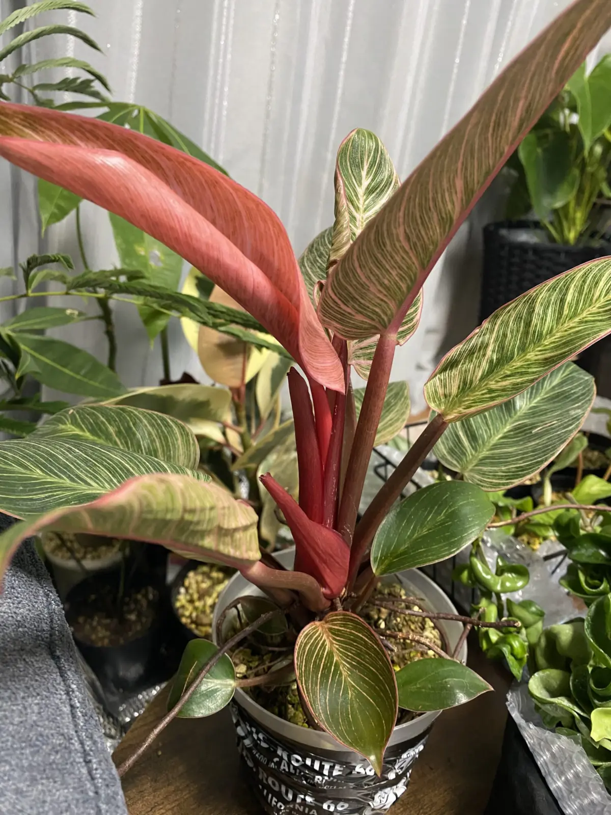 フィロデンドロン　ピンクバーキン