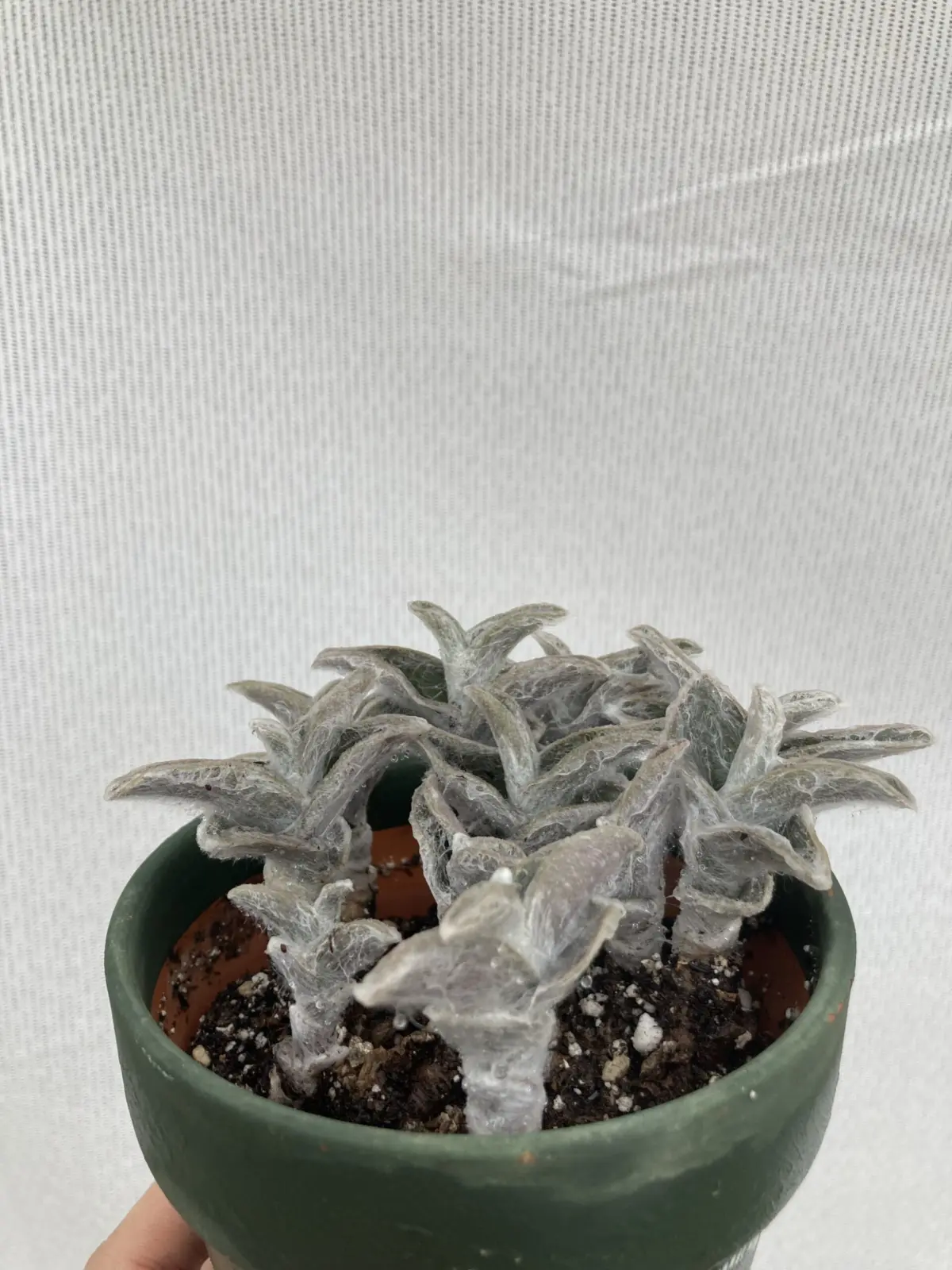 トラディスカンチア シラモンタナ 白絹姫 ①