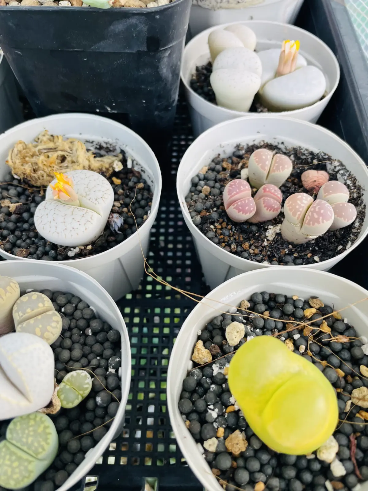 多肉植物　リトープス　花芽