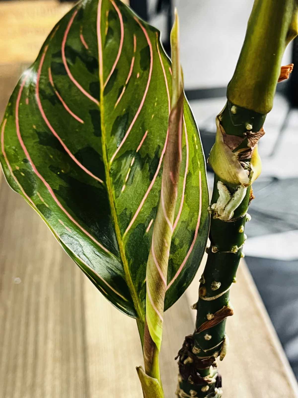 アグラオネマ　レッドアーミー