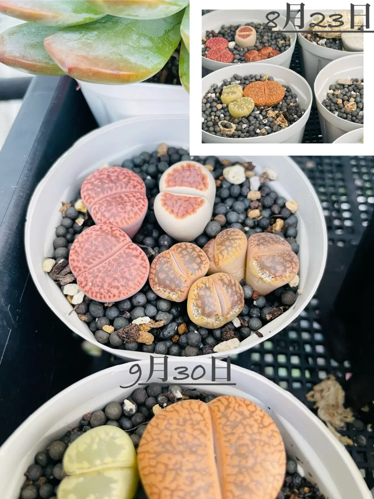 多肉植物　リトープス　潜る出る