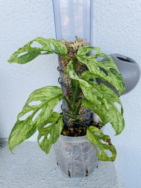 モンステラ アダンソニー モトルド ミント 植え替え