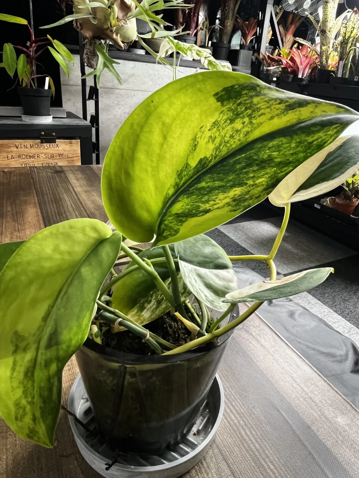 スキンダプサス ジェイドサテン 斑入り