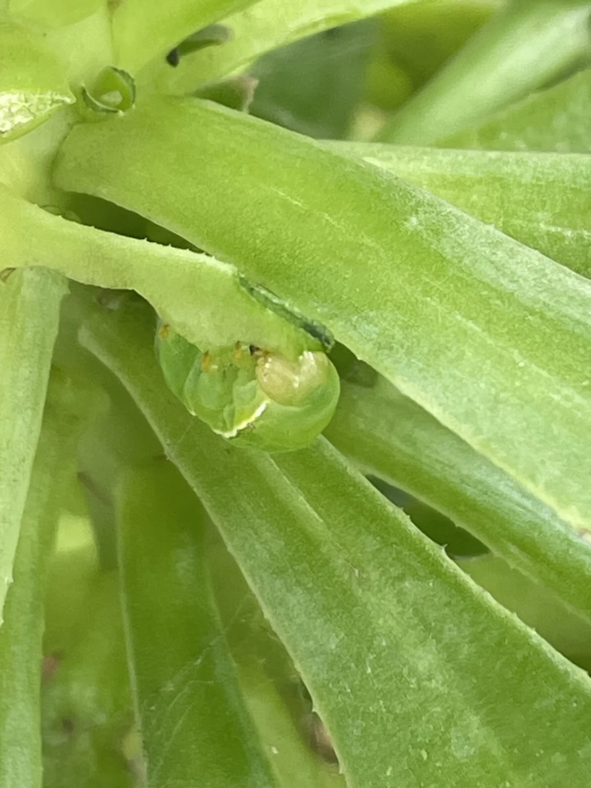 多肉植物　アエオニウム　害虫