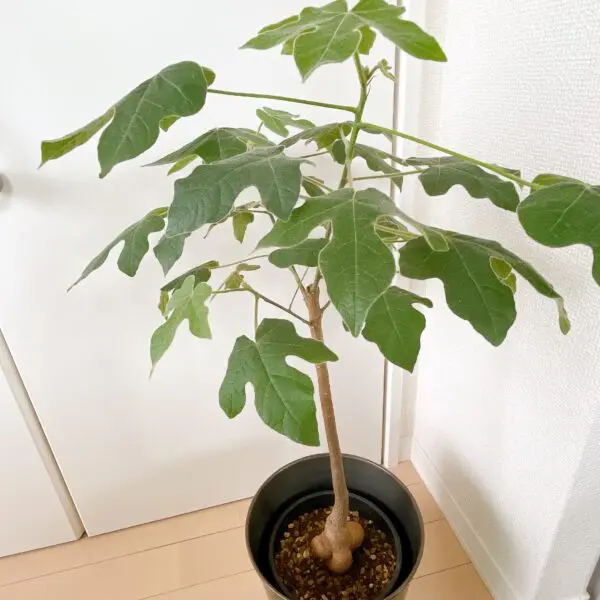 ボトルツリー　ビドウィリー