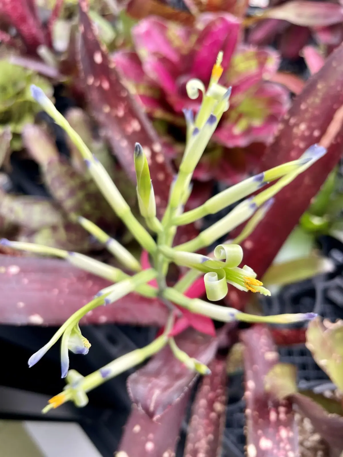 ビルベルギア　ハイブリッド　花　
