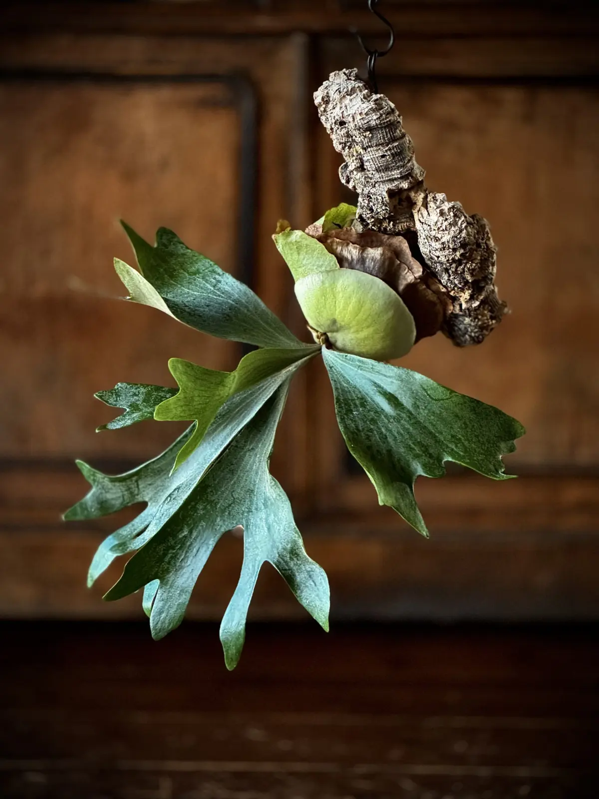 ビカクシダ　ネザーランド　303