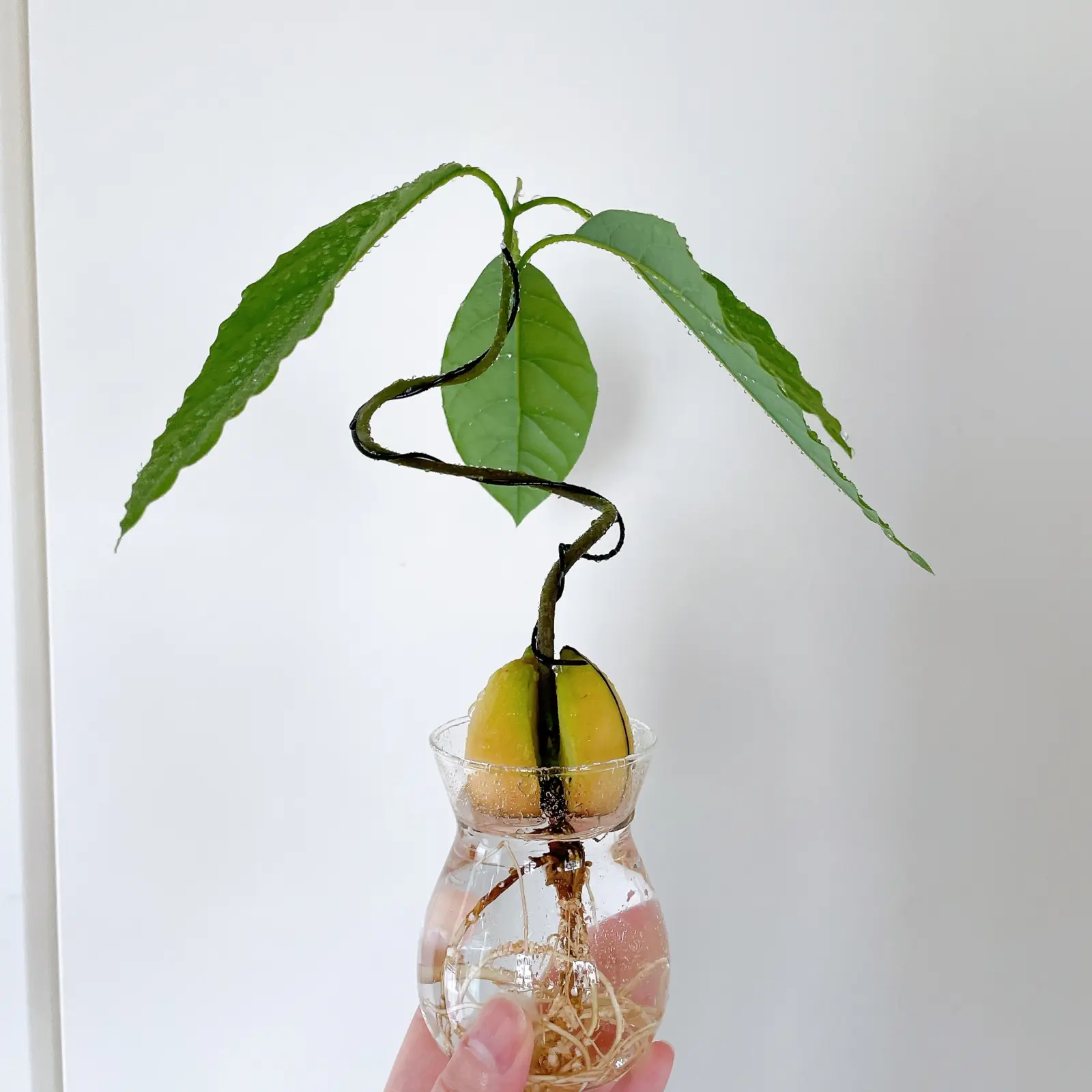 アボカド　応募