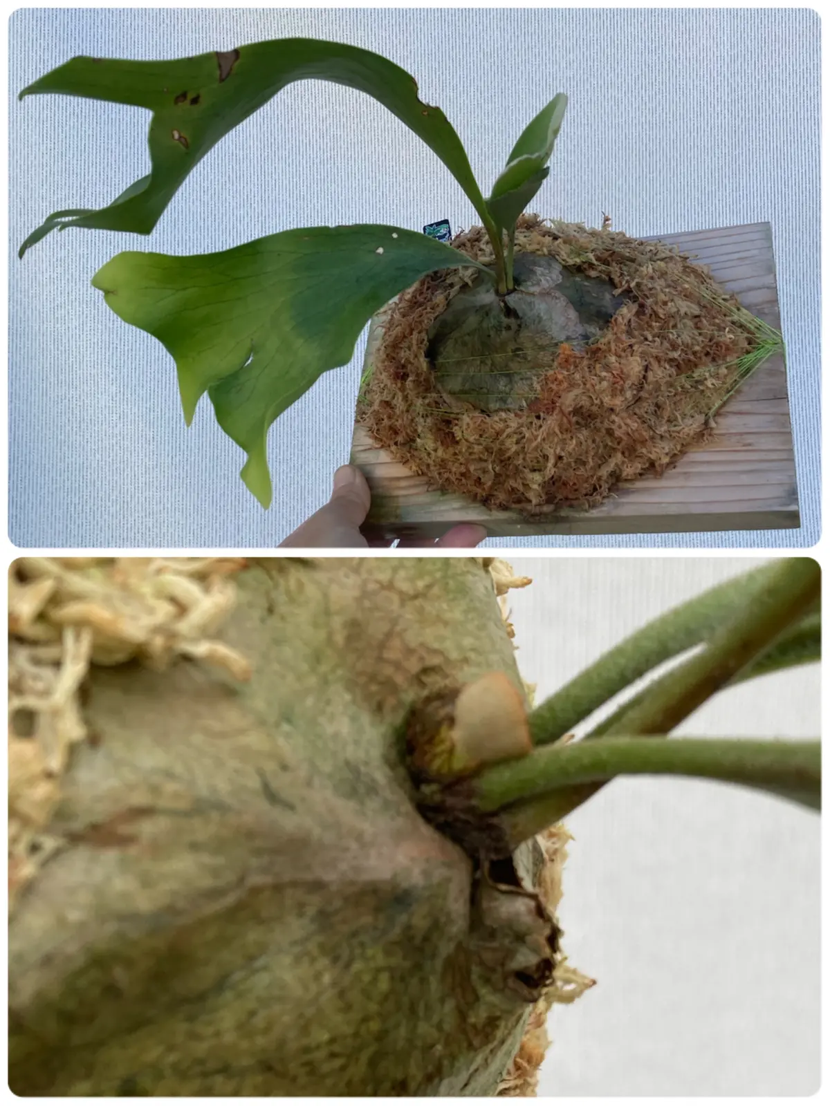 ビカクシダ 広葉 成長記録⑤