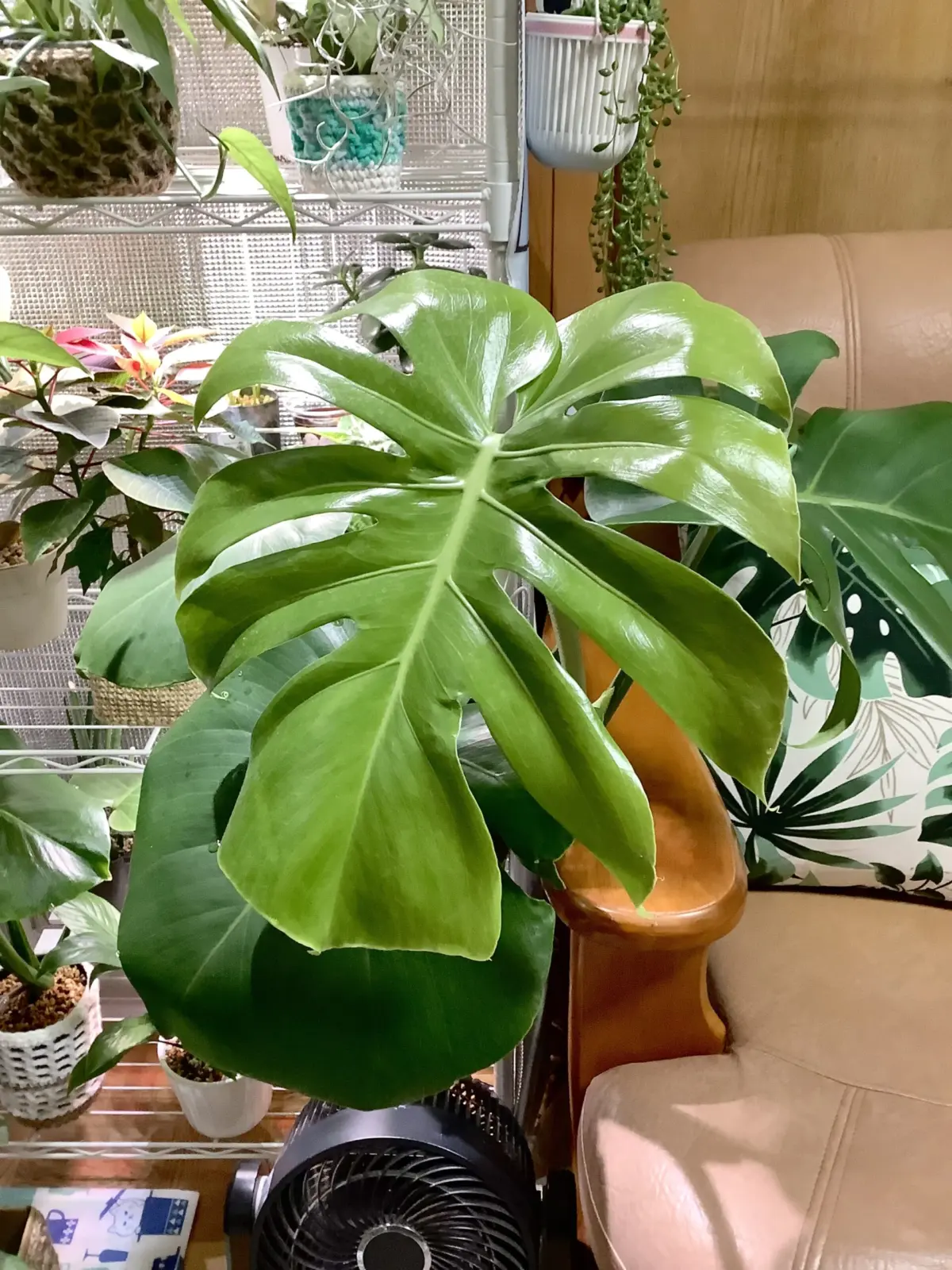 モンステラ　次男