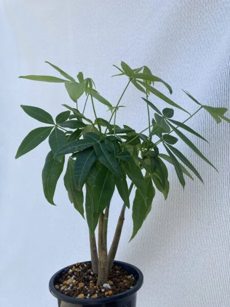 パキラ 100均 ②