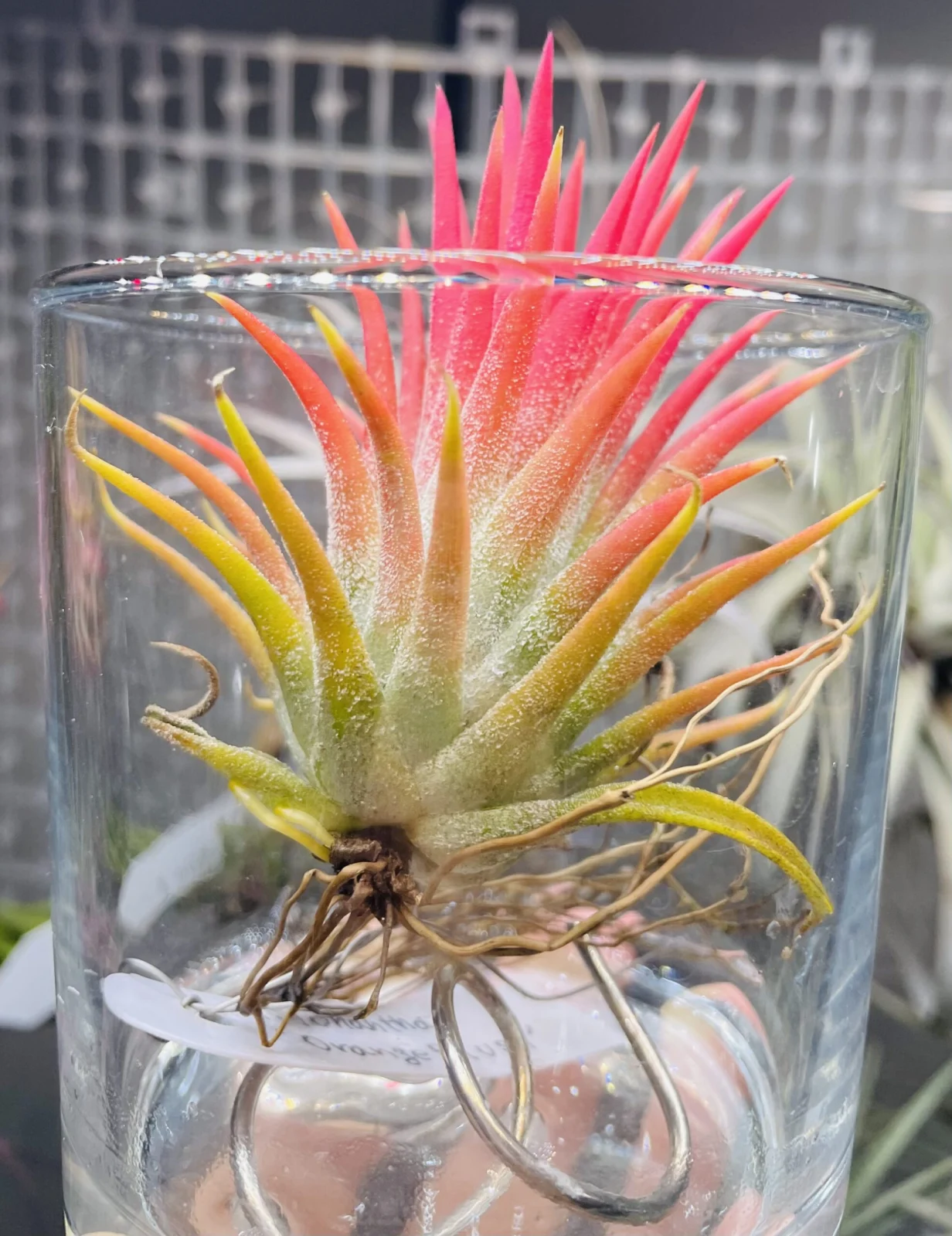 イオナンタ　オレンジブラッシュ