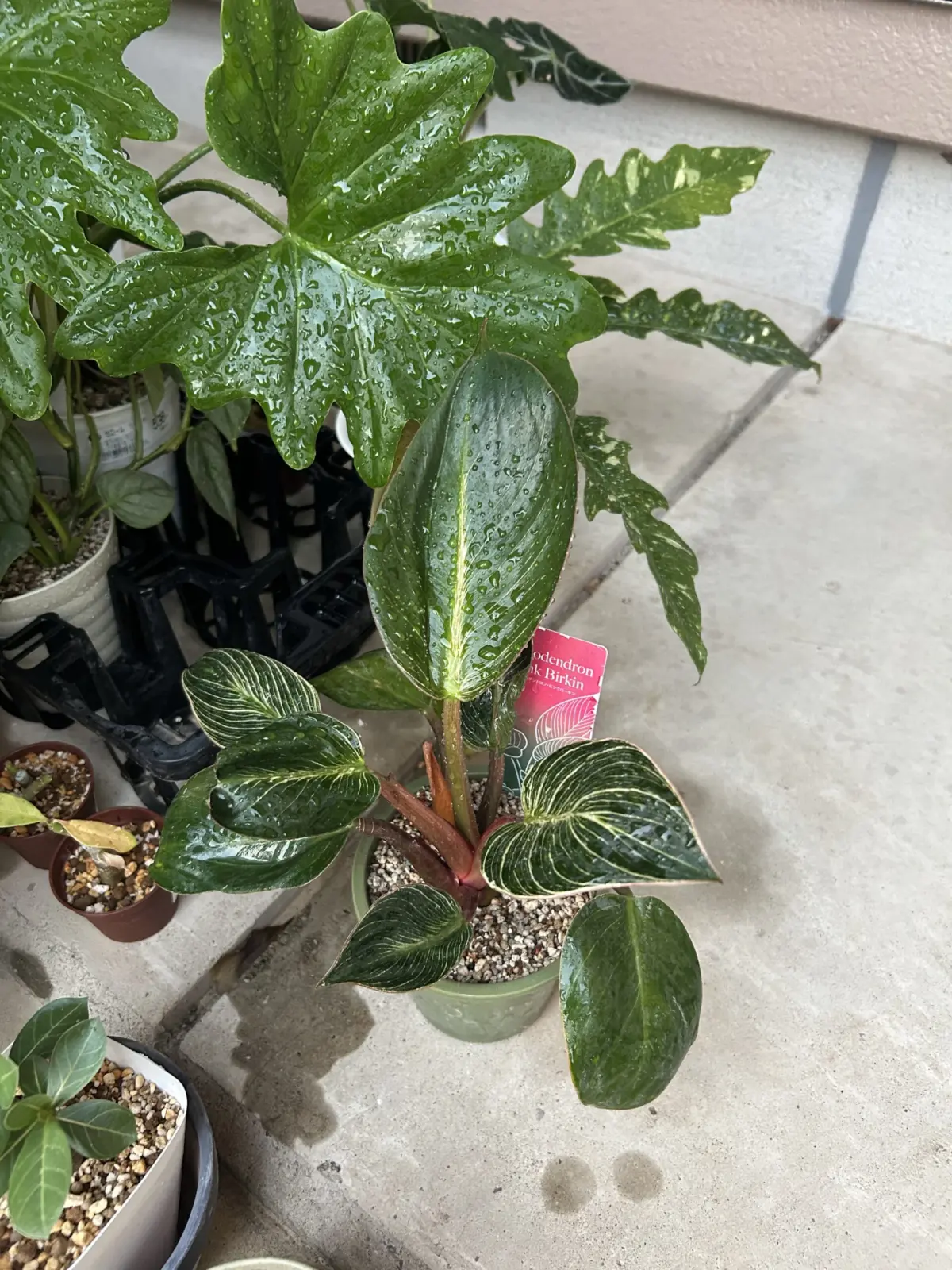 フィロデンドロン ピンクバーキン