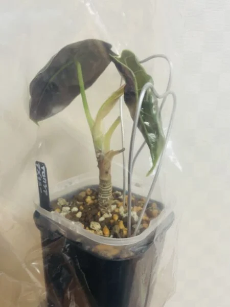 アロカシア アズラニー ふーふー蜜閉 新葉