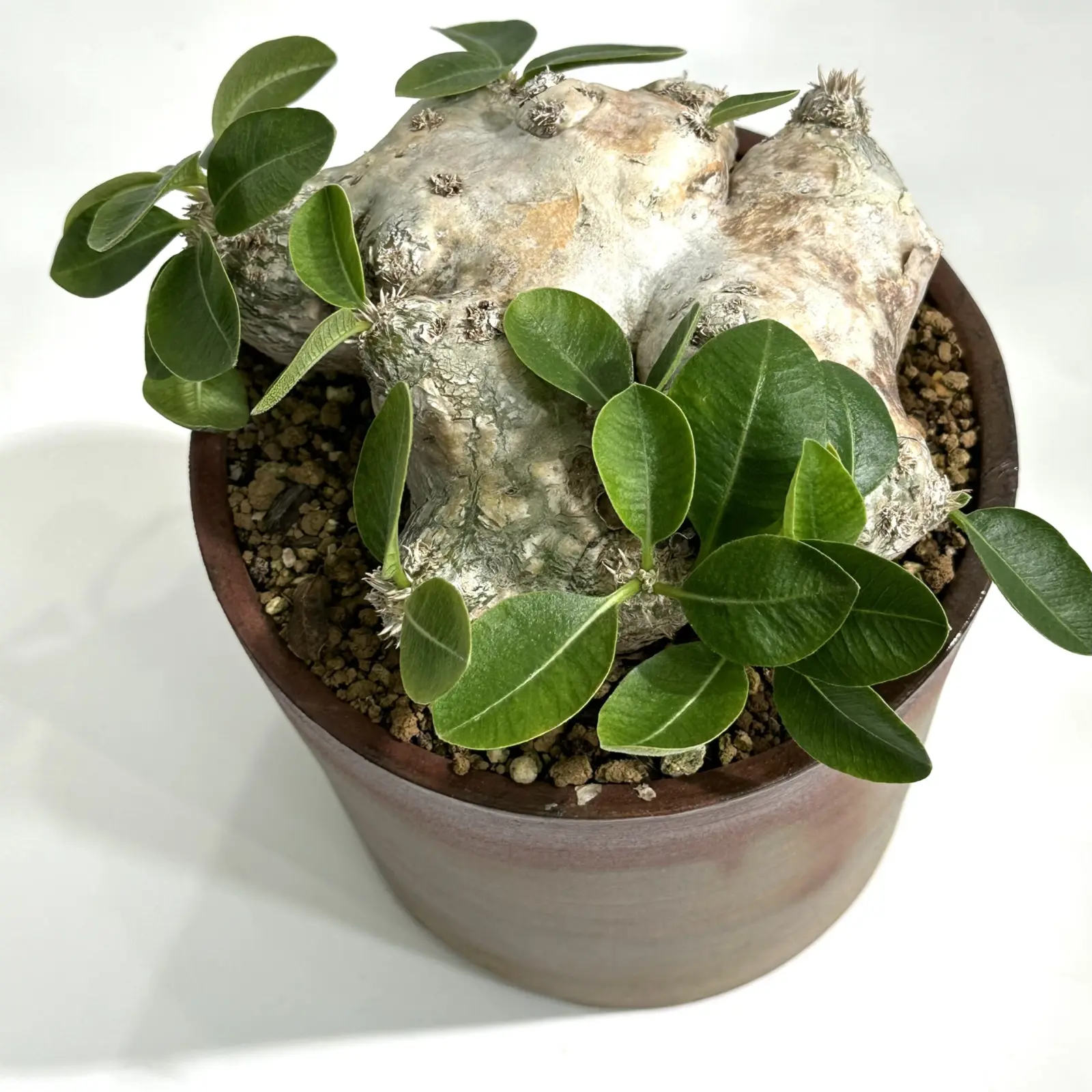 パキポディウム　ブレビカウレ