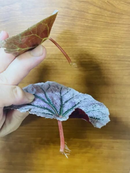 ベゴニア モーリスエイミー モーリスアミー 木立性 葉から根