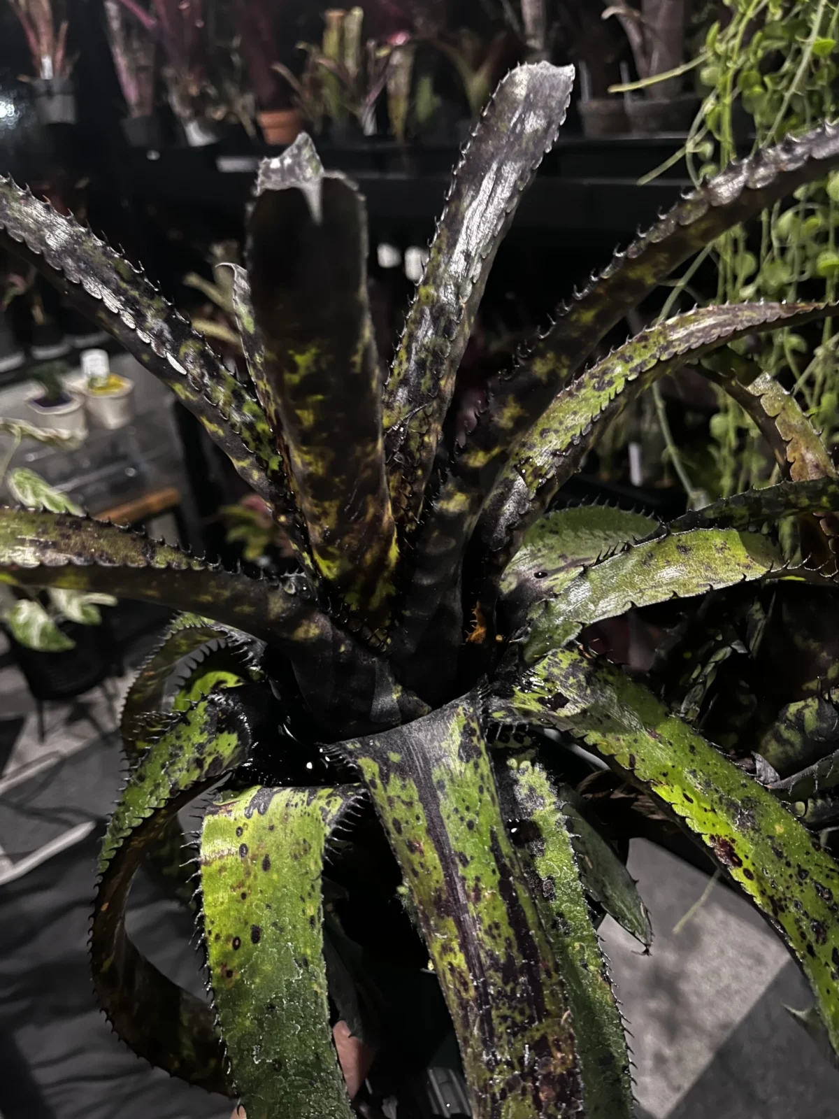 エクメア　オーランディアナ　ブラック