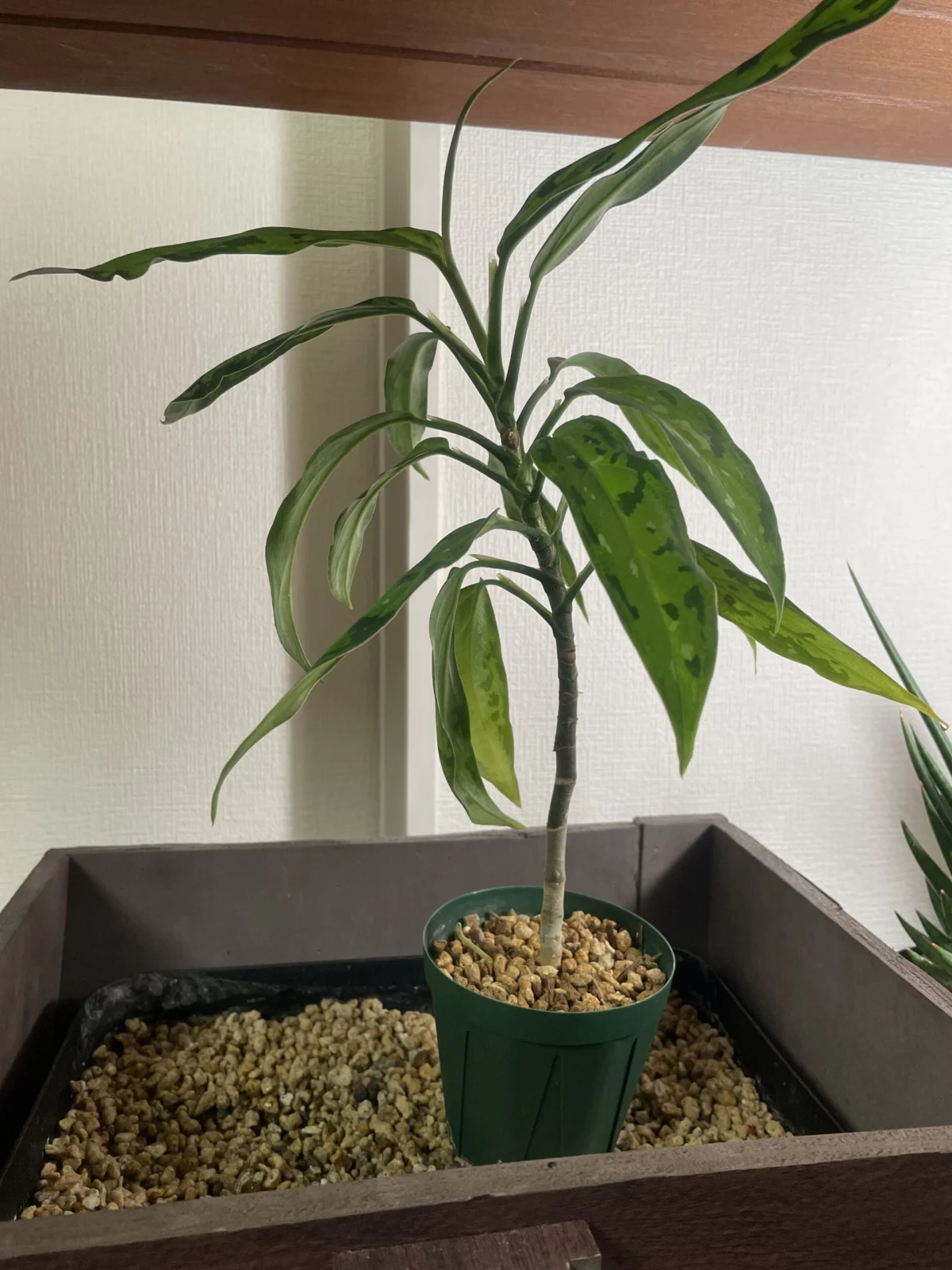 茎がクニンとなったアグラオネマピクタム