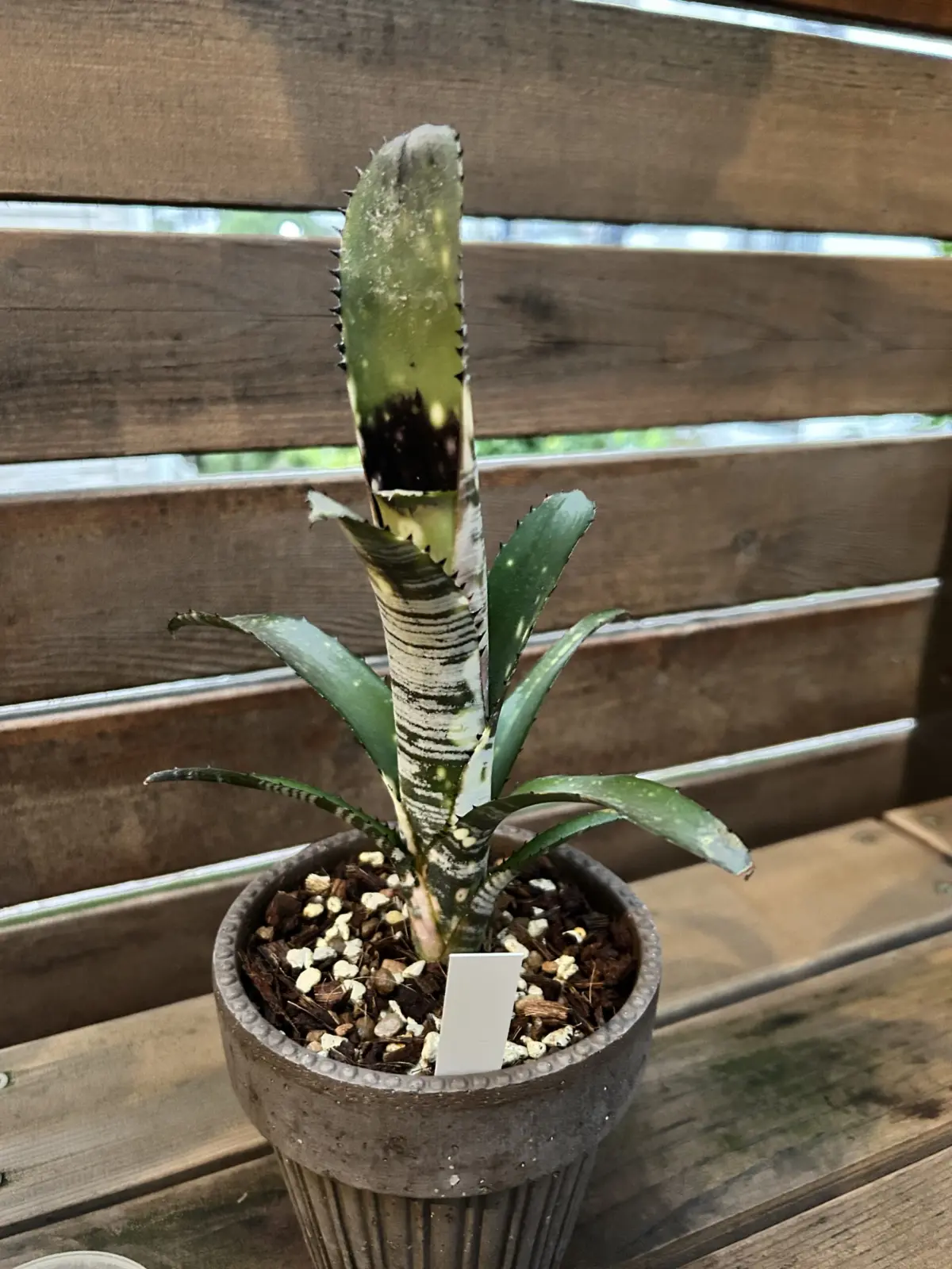 ビルベルギア　ビッタータ　ドミンゴスマルティンス