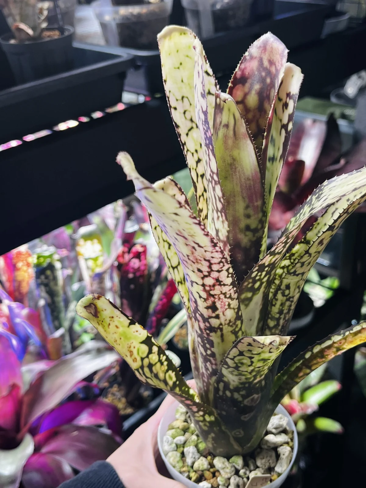 ビルベルギア コーランマジック