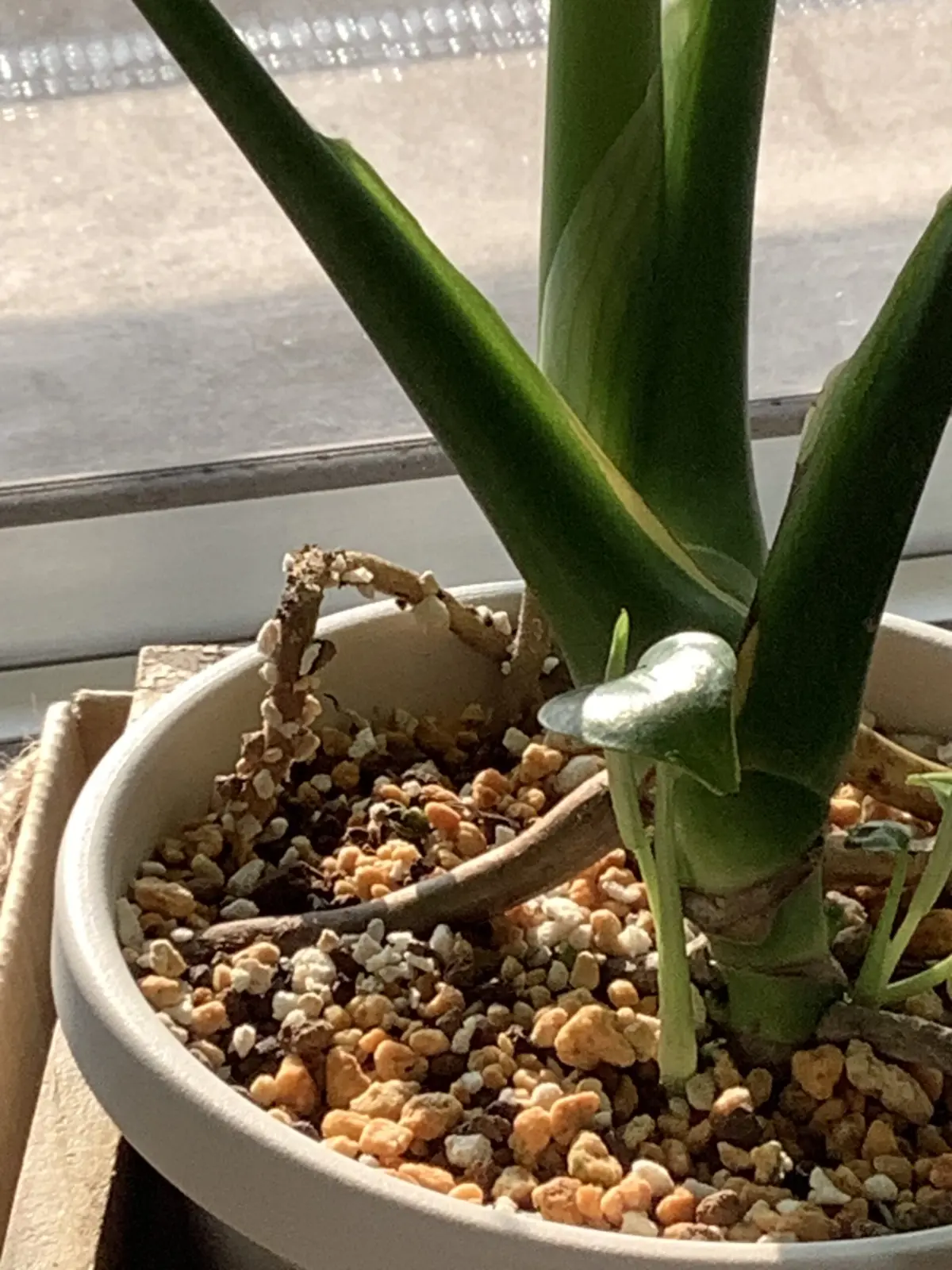 モンステラ　冒険家