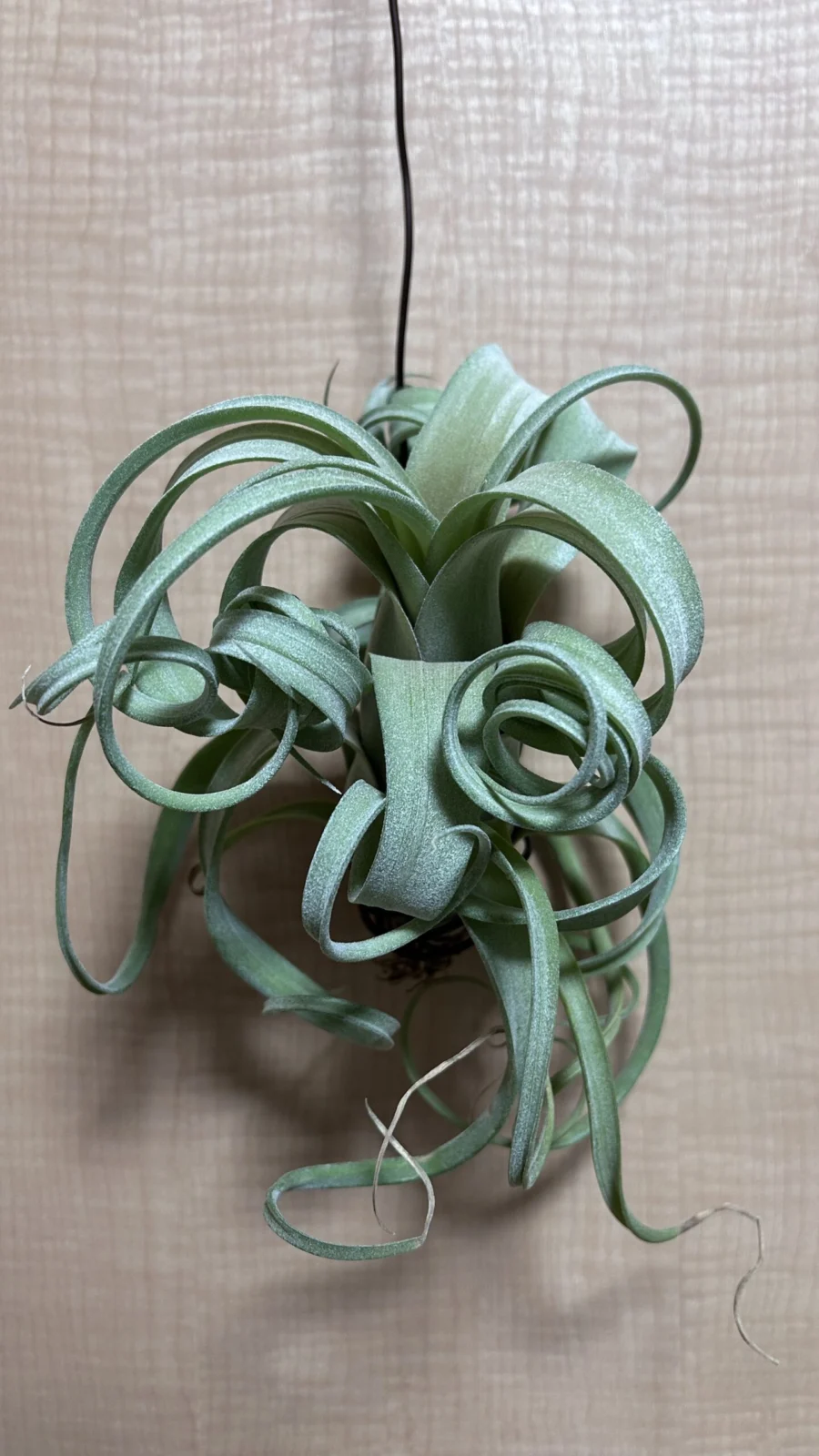 ティランジア カーリースリム レッドセレクト