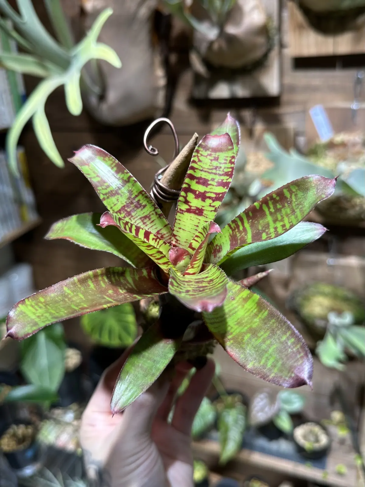 ネオレゲリア　マドリガル