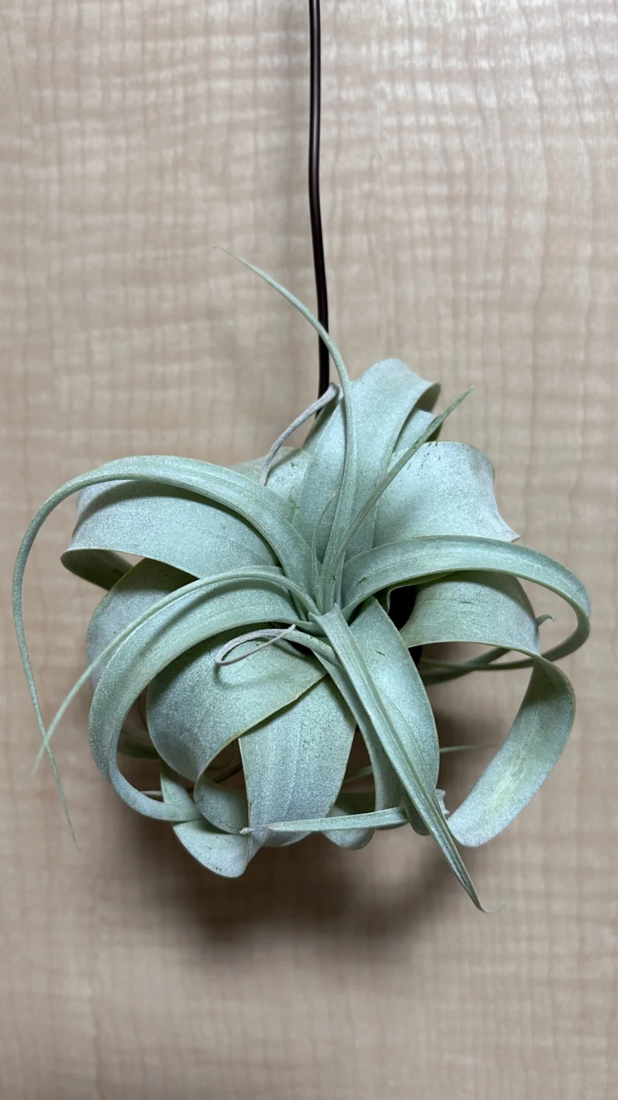 ティランジア キセログラフィカ