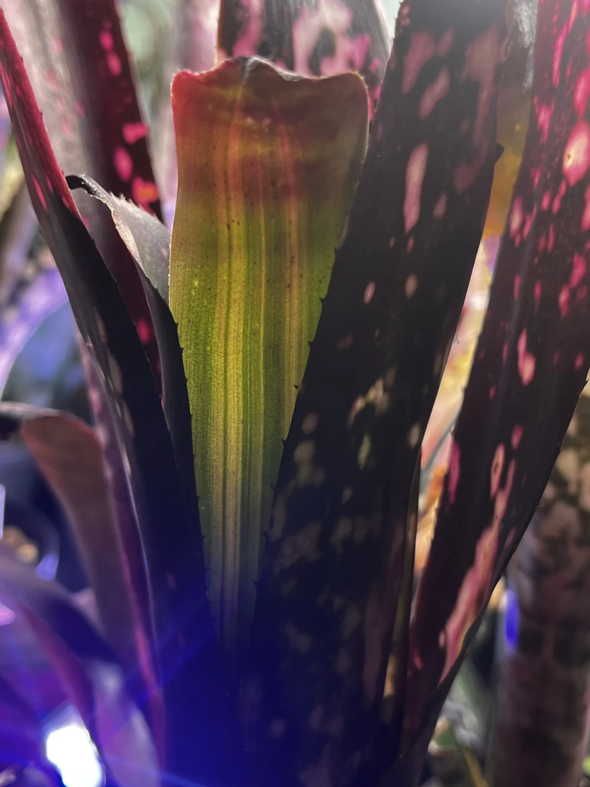 ビルベルギア ハレルヤ 斑入り