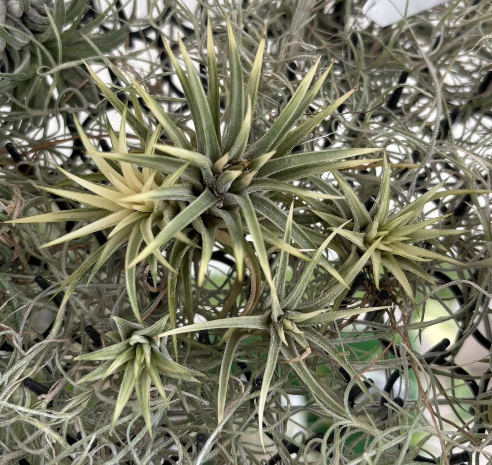 ティランジア　アルボマルギナータ