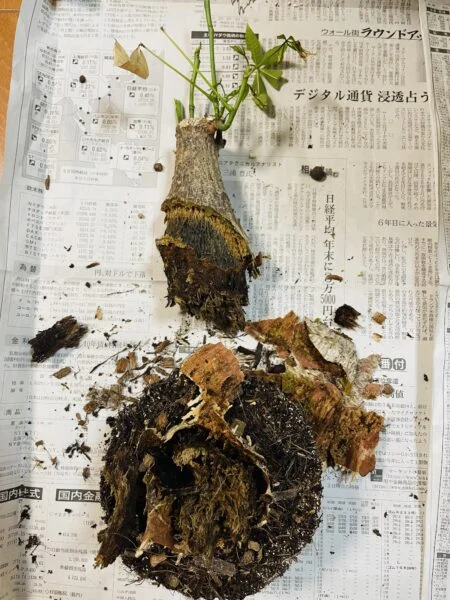 パキラ 腐り1 幹が凹む