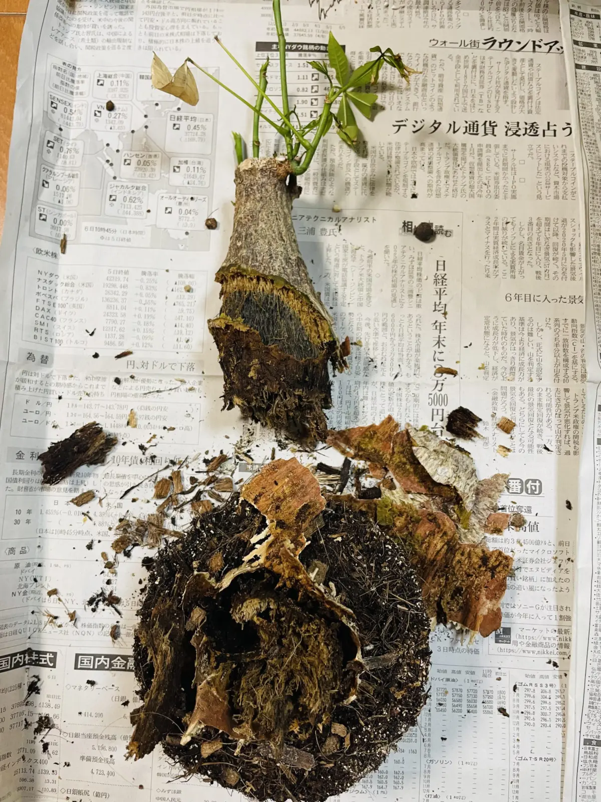 パキラ　腐り1 幹が凹む