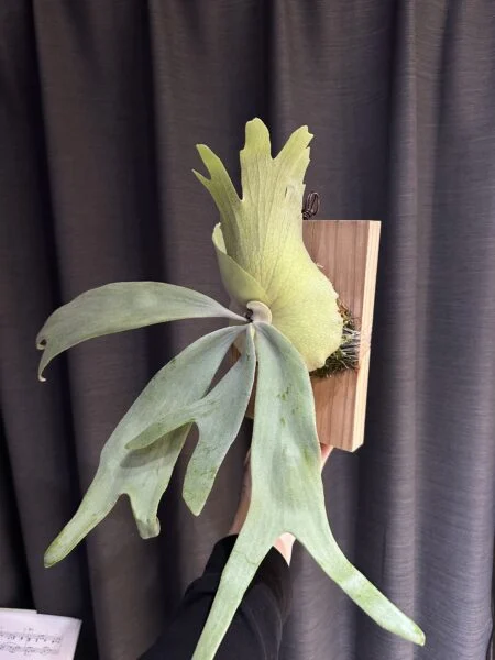 ビカクシダ　ウィリンキー　リコ