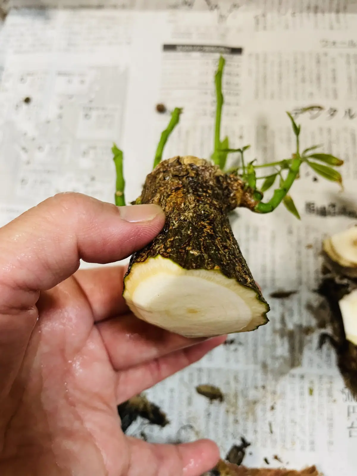 パキラ　腐り2 断面