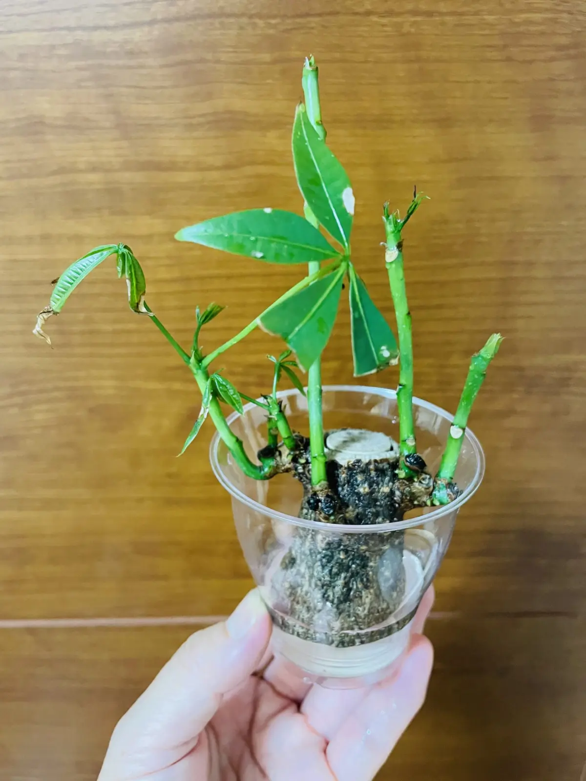 パキラ　腐り3 挿木前　吸水