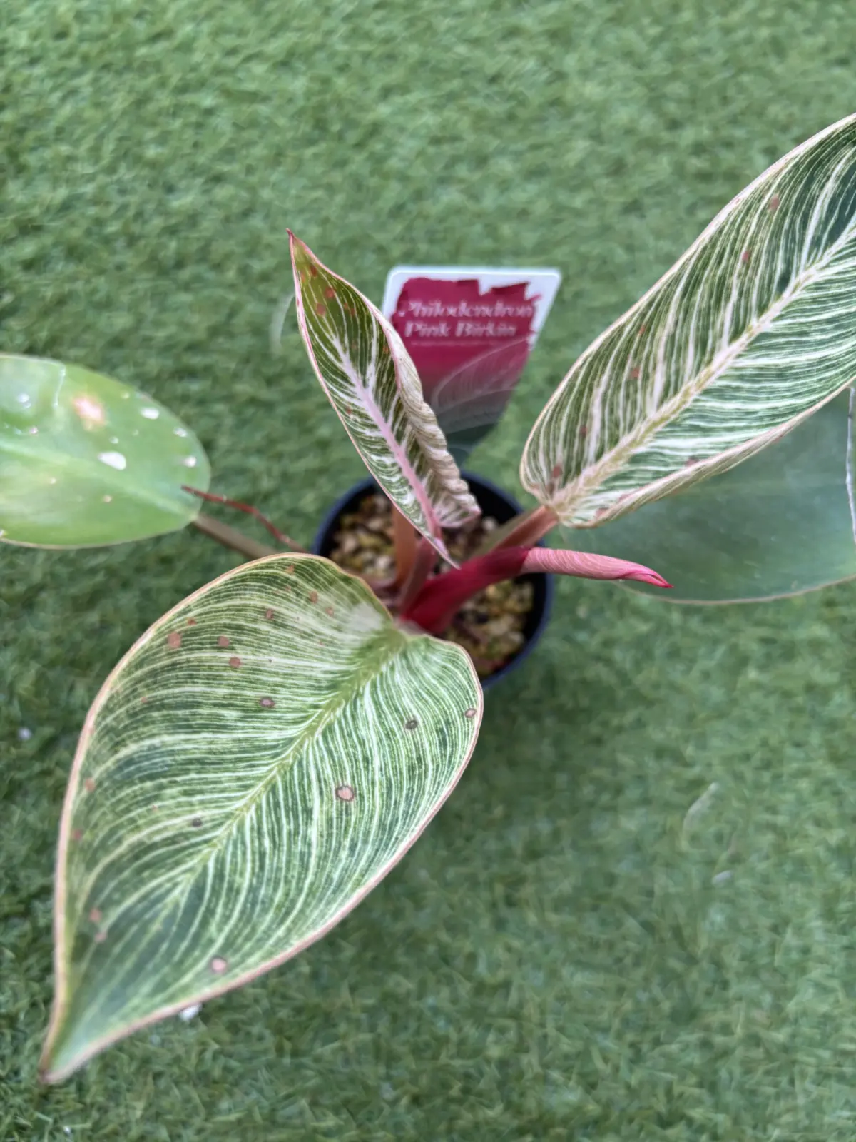 フィロデンドロン　ピンクバーキン
