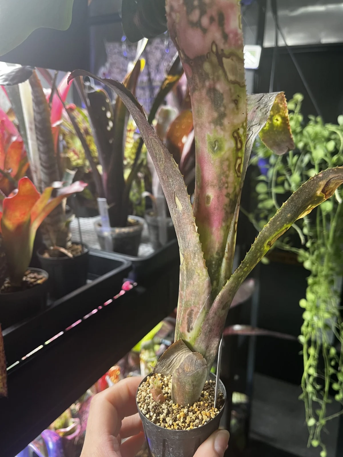 ビルベルギア フラアウワナ その後