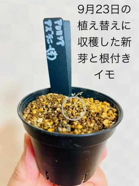 アロカシア アズラニー イモ 新芽
