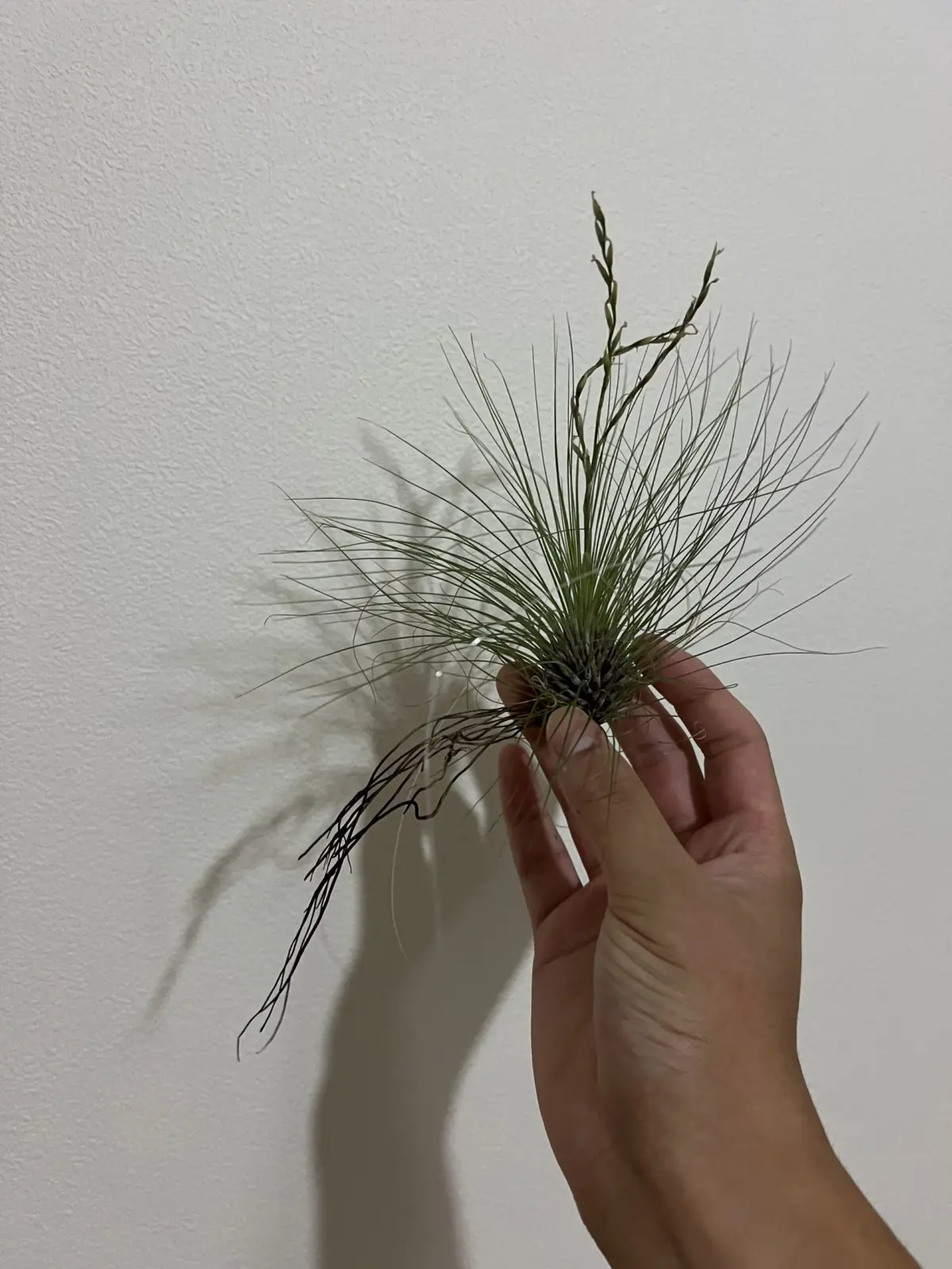 ティランジア　フィリフォリア