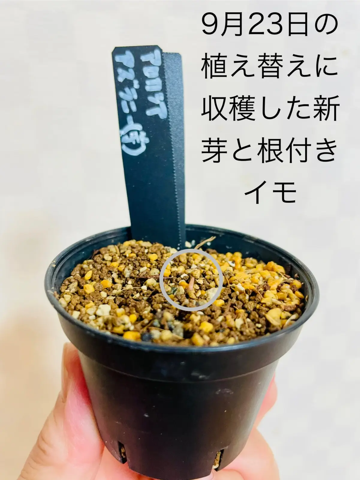 アロカシア　アズラニー　イモ　新芽